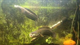 国产彩虹雷龙怎么配对视频,轻松实现视频连接新体验