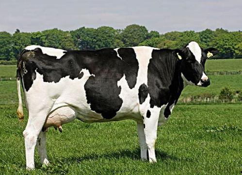 国产花牛视频大全,尽享田园风情，感受农耕魅力