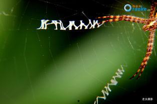 国产大型蜘蛛视频,揭秘大型蜘蛛视频背后的科技与魅力