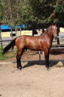 国产3岁温血公马视频,活力四溢的骏马瞬间