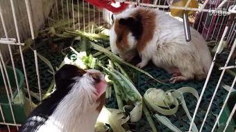 国产豚鼠会叫吗视频讲解